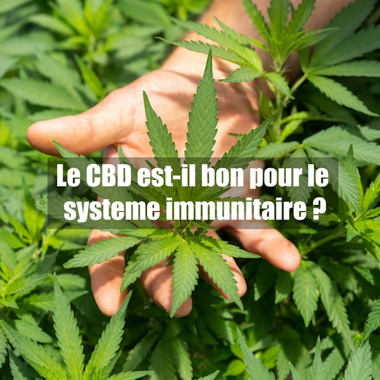 Le CBD est-il bon pour le système immunitaire ?