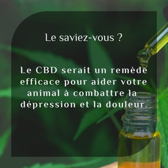 Le CBD pour votre animal de compagnie