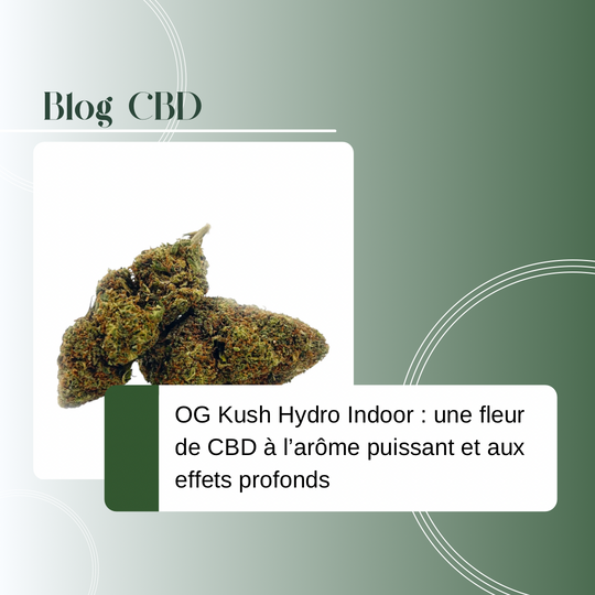 OG Kush Hydro Indoor : Une Fleur de CBD Premium à l’Arôme Puissant et aux Effets Profonds