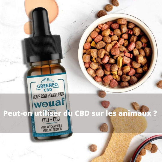 Le CBD et les animaux : Peut-on utiliser le CBD sur les animaux ?