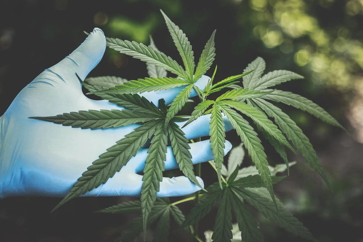 CBDeer - Le H4-CBD : Un Pas en Avant dans la Légalisation du Cannabis Médical
