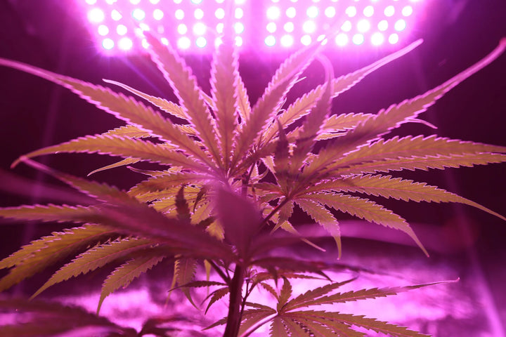 CBDEER - VMAC vs CBD Isolé : Quelle est la Meilleure Option pour Vous ?