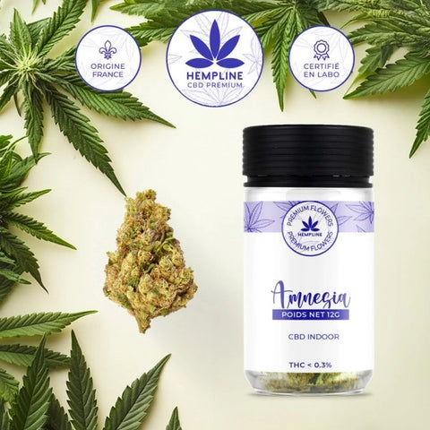 AMNESIA – FLEUR DE CBD – HEMPLINE - Premium fleur cbd from HEMPLINE - Just $19.90! Shop now at CBDeer