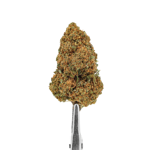 FLEURS CBD - GORILLA GLUE - GREENHOUSE - Premium from CBDeer - Just $25! Shop now at CBDeer