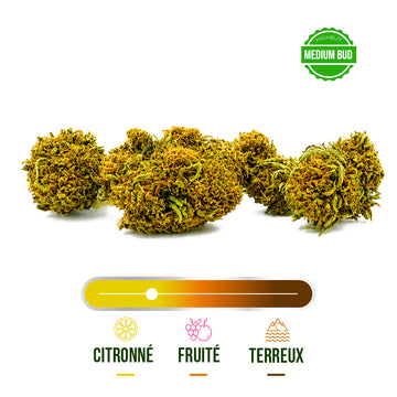 Fleur CBD Gasolina Greenhouse