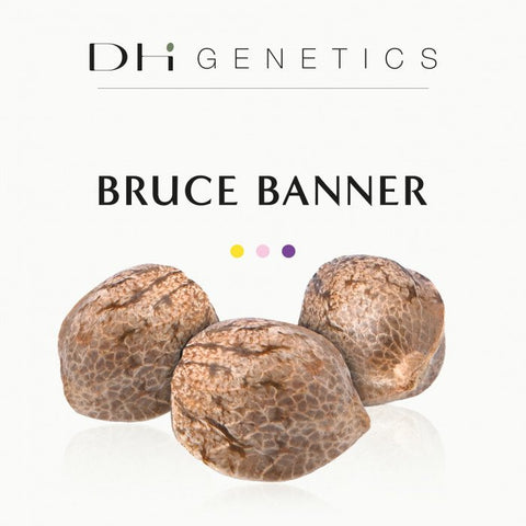 GRAINES CBD - BRUCE BANNER - FINOLA EU - Premium from delihemp - Just $16.90! Shop now at CBDeer