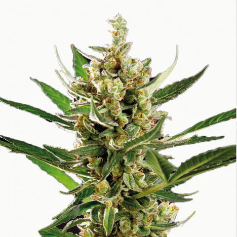 GRAINES CBD - ORANGE SORBET - ELETTA CAMPANA - Premium from delihemp - Just $16.90! Shop now at CBDeer