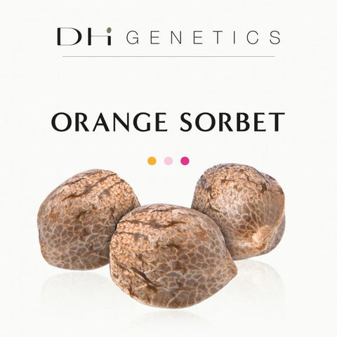 GRAINES CBD - ORANGE SORBET - ELETTA CAMPANA - Premium from delihemp - Just $16.90! Shop now at CBDeer