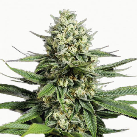GRAINES CBD - TROPICANA COOKIE - CARMAGNOLA EU - Premium from delihemp - Just $16.90! Shop now at CBDeer