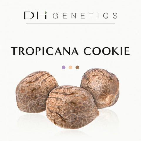 GRAINES CBD - TROPICANA COOKIE - CARMAGNOLA EU - Premium from delihemp - Just $16.90! Shop now at CBDeer