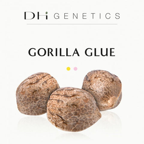 GRAINES CBD - GORILLA GLUE - FINOLA EU - Premium from delihemp - Just $16.90! Shop now at CBDeer