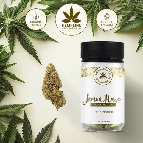 LEMON HAZE – FLEUR DE CBD – HEMPLINE - Premium fleur cbd from HEMPLINE - Just $19.90! Shop now at CBDeer