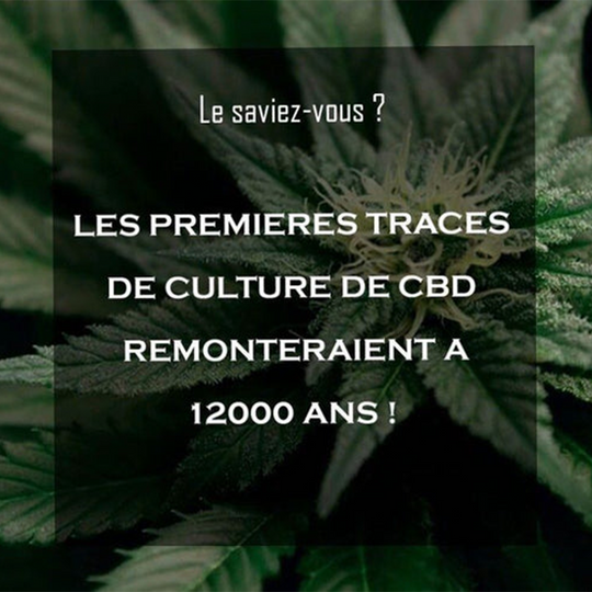 L’histoire du CBD