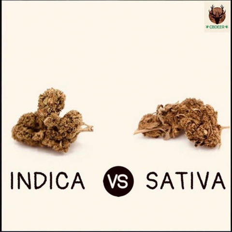 CBDEER - Quelles sont les différences entre les variétés Indica et Sativa ?