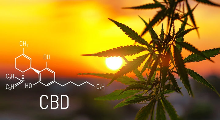 5 Raisons de prendre du CBD l'été !