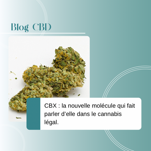 CBX : la nouvelle molécule qui fait parler d’elle dans le cannabis légal