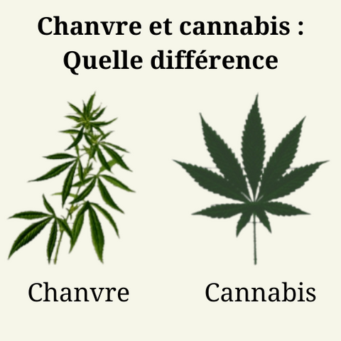 Chanvre et cannabis : Quelle différence