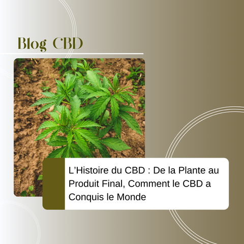 L’Histoire du CBD : De la Plante au Produit Final, Comment le CBD a Conquis le Monde