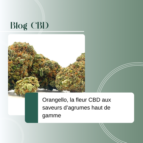 Orangello, la fleur CBD aux saveurs d’agrumes haut de gamme