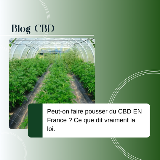 Peut-on faire pousser du CBD en France ? Ce que dit vraiment la loi
