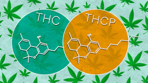 Les Différences entre THC-P et THC