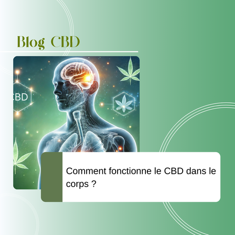Découvrez comment le CBD interagit avec le corps, son effet sur le système endocannabinoïde et ses bienfaits pour le stress, le sommeil et la douleur.