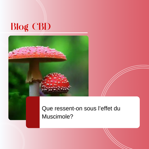 Découvrez les effets uniques du muscimole : relaxation, rêves lucides et perception modifiée. Essayez nos produits vape et sirop au muscimole sur CBDeer !