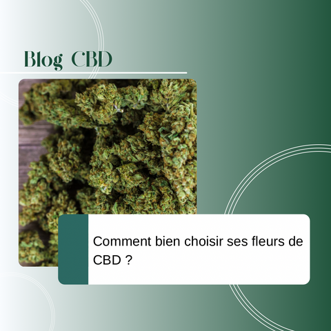 Comment bien choisir ses fleurs de CBD ?