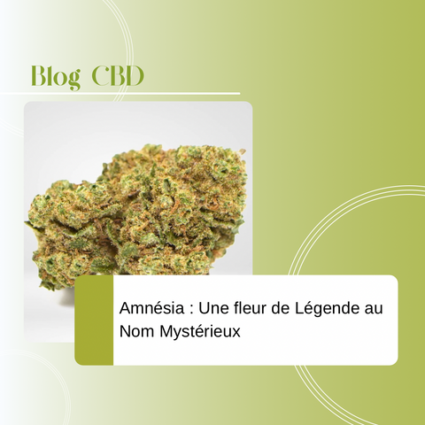 Découvrez l'Amnesia, une fleur de CBD mythique qui intrigue par son nom et séduit par ses effets. Plongez dans son histoire fascinante et ses bienfaits uniques !