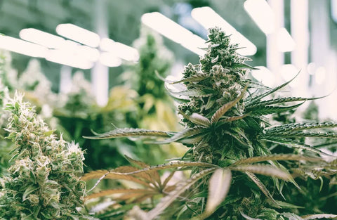 Peut-on faire pousser du CBD chez soi ?