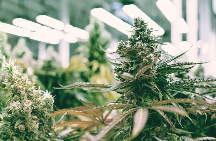 Comment Reconnaître un CBD de Qualité ? - CBDEER