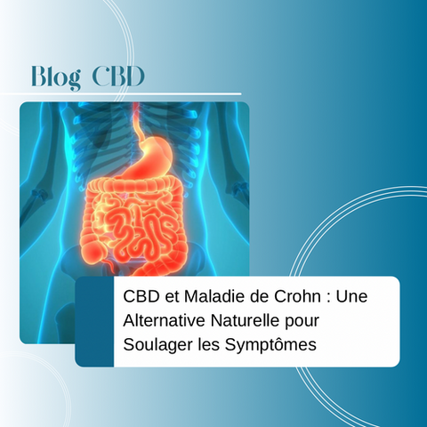 CBD et Maladie de Crohn : Une Alternative Naturelle pour Soulager les Symptômes