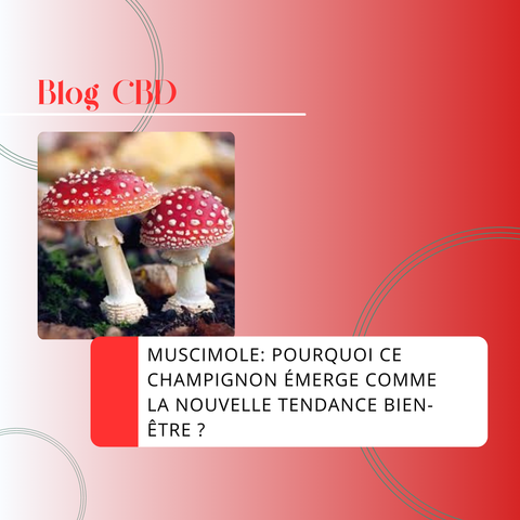 Découvrez les bienfaits du muscimole, le composé actif du champignon Amanita muscaria. Explorez nos produits innovants tels que vapes, sirops et gummies, et intégrez cette nouvelle tendance bien-être dans votre routine quotidienne avec CBDeer.