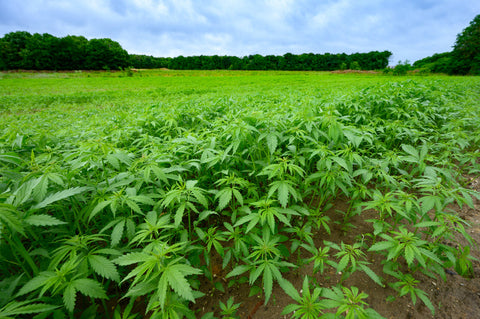 Durabilité et CBD en Europe : Comment l'Industrie Redéfinit les Normes Environnementales en 2024"
