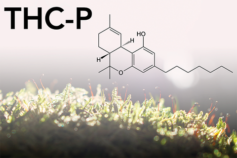 C'est quoi le THC-P ?