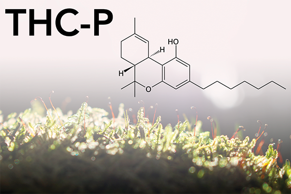 C'est quoi le THC-P ?
