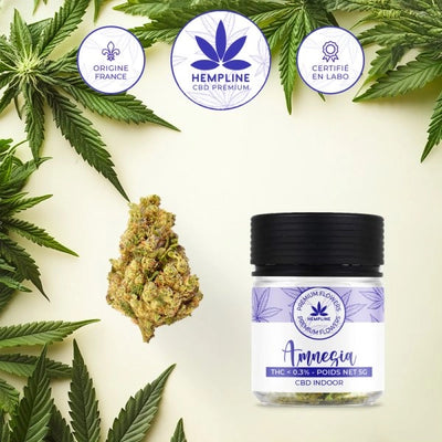 AMNESIA – FLEUR DE CBD – HEMPLINE