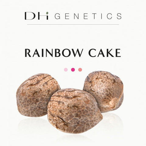 GRAINES CBD - RAINBOW CAKE - FINOLA EU - Premium graine cbd from delihemp - Just $16.90! Shop now at CBDeer