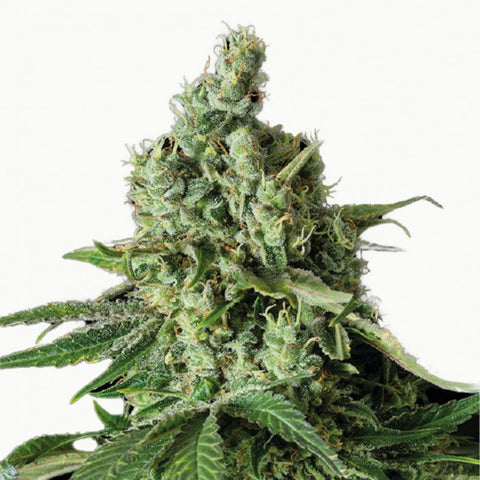 GRAINES CBD - MOBY DICK - ELETTA CAMPANA EU - Premium graine cbd from delihemp - Just $16.90! Shop now at CBDeer