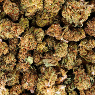 Amnesia Small Bud Indoor - CBDeer