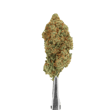 FLEUR CBD - ORANGE SORBET - HYDROPONIE