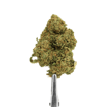 FLEUR CBD - TUTTI FRUTTI - INDOOR