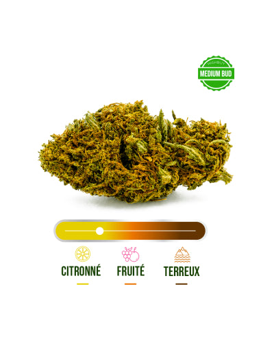 Fleur CBD Gasolina Greenhouse – vue 2
