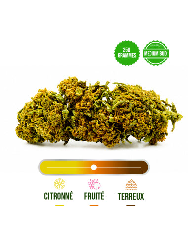 Fleur CBD Don Papa Greenhouse – vue 2