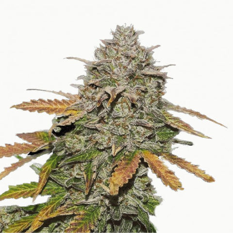 GRAINES CBD - BRUCE BANNER - FINOLA EU - Premium  from delihemp - Just $16.90! Shop now at CBDeer