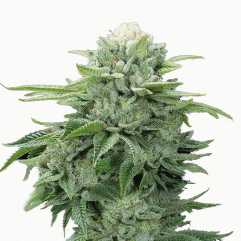 GRAINES CBD - GORILLA GLUE - FINOLA EU - Premium  from delihemp - Just $16.90! Shop now at CBDeer