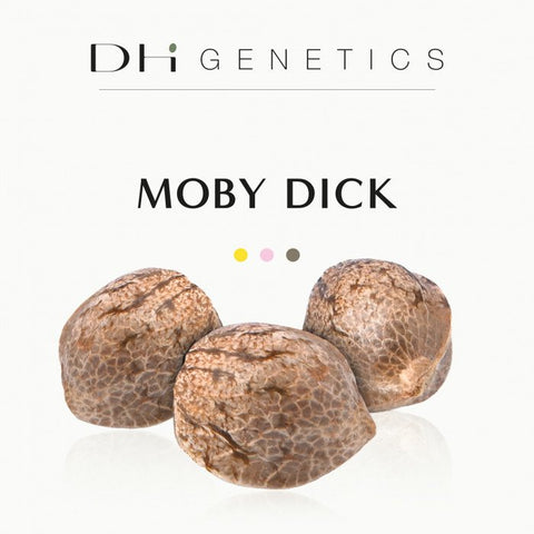 GRAINES CBD - MOBY DICK - ELETTA CAMPANA EU - Premium  from delihemp - Just $16.90! Shop now at CBDeer