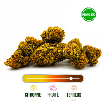 Fleur CBD Jack Herer Greenhouse