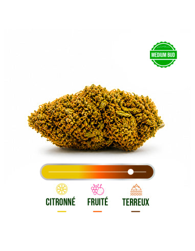 Fleur CBD Jack Herer Greenhouse – vue 2