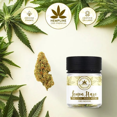 LEMON HAZE – FLEUR DE CBD – HEMPLINE